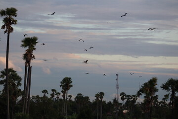 Tranquil Palms and Soaring Birds: A serene landscape unfolds under a cloudy sky, where graceful birds take flight above a silhouette of palm trees. Experience the peaceful serenity of nature's ballet.
