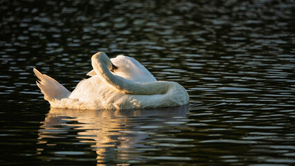 Mute Swan preening in Bolam Lake, which is a country park in Northumberland, England known for its...