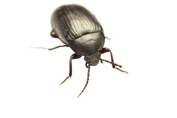 Alphitobius laevigatus, a black fungus beetle from the darkling beetle family, on a PNG background.