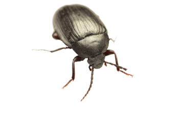 Alphitobius laevigatus, a black fungus beetle from the darkling beetle family, on a PNG background.