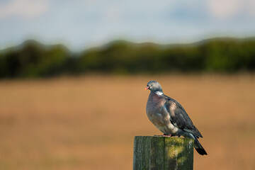 Woodpigeon perched on fence post.  The UK'S largest and most common pigeon, the Woodpigeon is a...