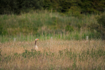 Greylag Goose in meadow of long grass.  The ancester of domestic geese, the Greylag is the largest...