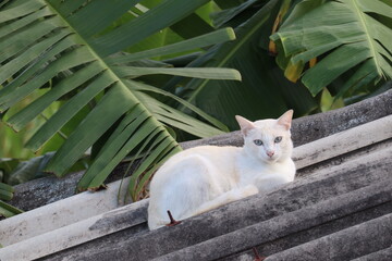 Cat Resting on the Roof: A serene image captures a pristine white cat lounging peacefully on a...