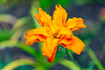 Flower of daylily. Flowering lily. Daylily blossom. Violet day lily garden flower growing under sunlight. Daylily flower in nature. Summer nature. Yellow inflorescences of flowering lily
