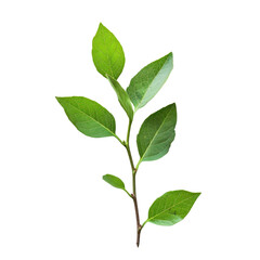 Close-up of a small plant stem with vibrant green leaves