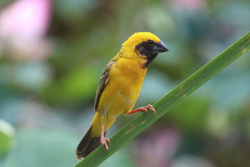 Golden Weaver Bird in Nature: A striking golden weaver perches gracefully on a slender green plant stalk, its vibrant plumage and intricate features shining in the light. Witness nature's beauty