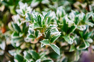 Green nature leaf. Evergreen plant of euonymus with vivid leaf. Flora and nature. Natural environment. Euonymus evergreen shrub plant with green leaves. Selective focus