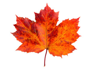 Fototapeta premium autumn maple leaf isolated on white background.
