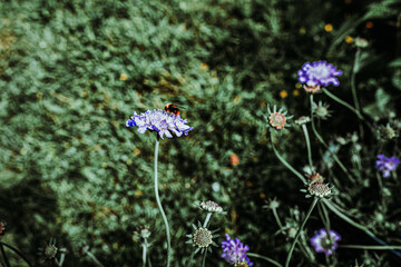 Hummel