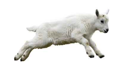 White Goat Isolated Illustration Running Across Transparent Background PNG