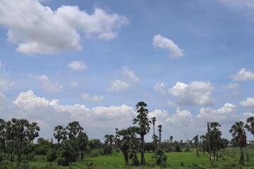 Obraz premium Panoramic View of Open Plains: A breath-taking landscape displaying a scenic panorama of vast open plains, under a bright sky speckled with fluffy, cumulus clouds.
