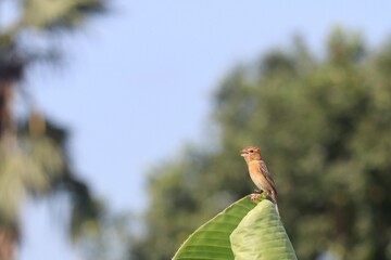 Sparrow Perched on Leaf: Capturing the essence of avian charm, a petite sparrow finds its perch on a vibrant, verdant leaf, with a backdrop of a soft, blurred sky, an idyllic symphony of nature.