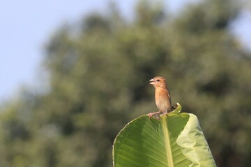 Bird on Leaf: A small bird perches gracefully on a large green leaf, its beak slightly open, capturing a moment of tranquility in the midst of nature.