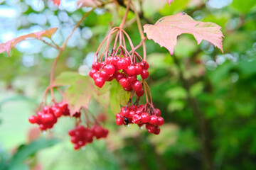Obraz premium Vibrant Red Berries Nestled Among Lush Green Leaves in a Tranquil Natural Setting