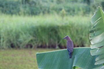 Bird on a Banana Leaf: A vibrant bird perches gracefully on a broad banana leaf, against a background of lush green foliage and fields. This captures the tranquil essence of nature.