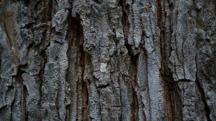 Rough Tree Bark Texture Close-Up – Natural Brown Wood Surface. Close-up of rugged tree bark with detailed cracks and texture. Great for natural backgrounds, wood patterns, and design elements.