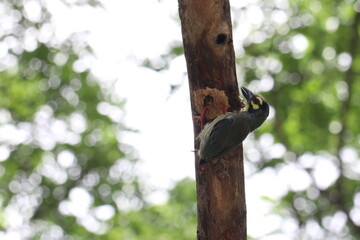 Woodpecker on tree: A vibrant woodpecker clings to the rough bark of a tree, its sharp beak poised as it forages for sustenance, set against the backdrop of a sun-dappled forest.