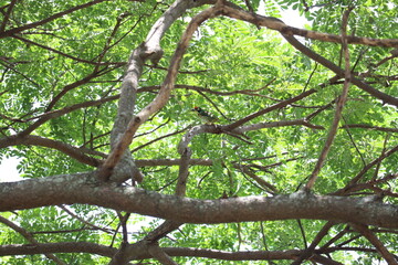 Fototapeta premium The Crown of Green Canopy: This image shows the intertwined branches of a tree in a lush, leafy canopy, creating a sense of peace and serenity. A vibrant display of nature's beauty.