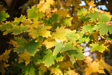 Vibrant close-up of colorful autumn leaves with soft bokeh background, perfect for fall season themes, nature, cozy concepts, backgrounds, and seasonal marketing.
