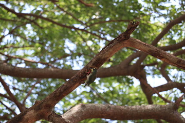 Woodpecker Perched on Tree Branch: A vibrant green woodpecker perches delicately on a sturdy tree branch, framed by a canopy of lush green leaves, showcasing the simple beauty of nature.