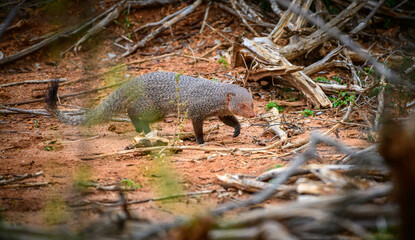 Ruddy Mongoose on the move at Yala National Park, Sri Lanka.