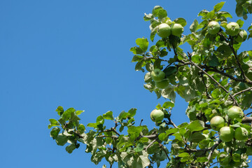 Ripe green apples hanging on a branch of an apple tree on the background of bright blue sky with...