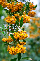 Selective focus shot of yellow hawthorn berries. Yellow hawthorn fresh and organic fruit tree.