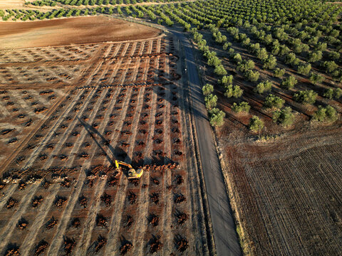 Aerial view of olive groves contrasting with newly planted trees alongside a solitary digger, a testament to agricultural renewal, Reguengos de Monsaraz, &Atilde;&permil;vora District, Portugal.