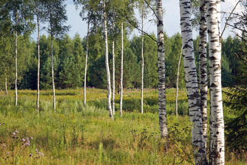 Beautiful landscape with birches in the field in summer.