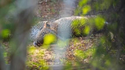 Leopard lies on the forest floor, watching through the leaves with one eye visible. Sri Lankan...