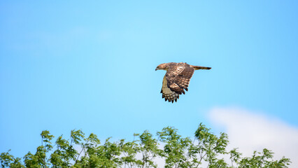 Changeable hawk eagle flies above green trees under a clear blue sky.