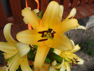 żółta lilia jako tło kwiatowe © Maciej