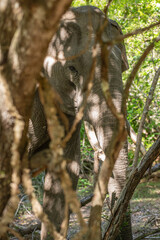 Tusker Elephant resting under the shade of the trees with sunlight filtering through the leaves. The dappled light creates patterns on the elephant's skin