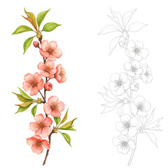 Watercolor Illustration Of Pink Blossom Branch On Transparent Background