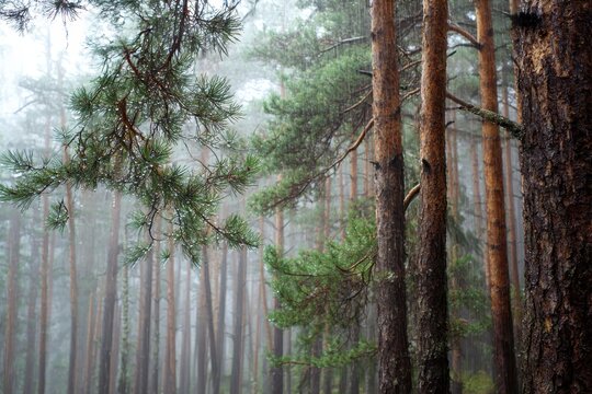 Foggy pine forest with morning dew