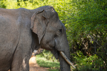 Fototapeta premium Sri Lankan tusker elephant crossing a dirt path at Yala National Park.