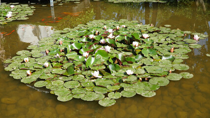 Water Lilies (Nymphaea) in Nature