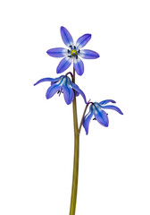 Naklejka premium Elegant Blue Scilla Flowers, Studio Shot, Dark Background, Spring Bloom, Vibrant Hues, Botanical Photography, transparent background