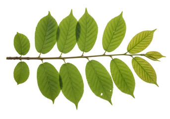 Obraz premium Vibrant Green Leaf Branch, Isolated on Black, Nature Stock Photo, Fresh Spring Foliage, Detailed Texture, Serene and Peaceful Mood transparent background