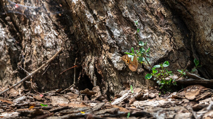 Butterfly rests on the bark of a tree, blending in with its natural surroundings. This photo was taken on the forest floor at Yala National Park