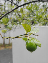 A lime hanging from a branch with water droplets on the leaves