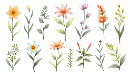 Watercolor Floral Set with Various Flower Types and Leaves