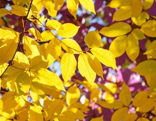 Fototapeta premium autumn leaves background