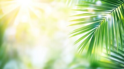 Palm leaves nature background