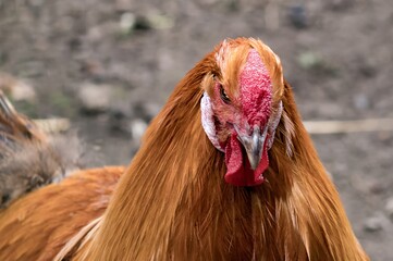 Portrait of a majestic rooster staring intently on a farm