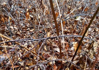 Wet Winter Undergrowth with Leaves and Twigs