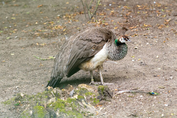 Young peahen standing on the ground in a park