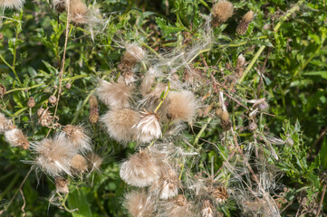 Fluffy thistle seeds spreading in the wind on a sunny day