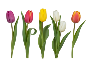 Vibrant Spring Tulips: Five Colorful Blooms Isolated on . Studio Shot  transparent background