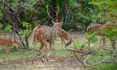 A herd of Spotted deer walks away into the forest at Yala National Park, Sri Lanka. 